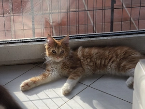 Zwei wunderschöne Maine Coons suchen ihr Traumzuhause auf Lebenszeit!    