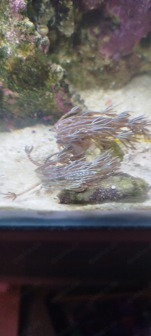 Xenia Elongata Ableger 