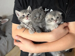 britisch Katzenbaby