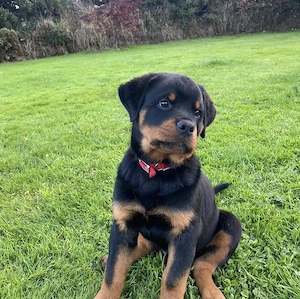 Excellente Rottweiler Welpen!!