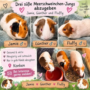 Meerschweinchen 3 Jürgen 