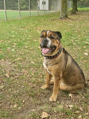 Deckrüde Old English Bulldogg 