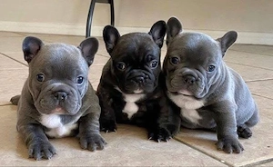 Super Französische bulldogge Welpen