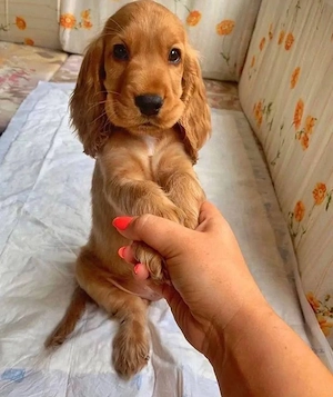 Cocker spaniel Welpen 