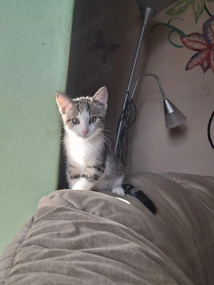 Kitten ,weiblich ,stubenrein ,auszugbereit 
