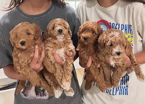 F1 Maltipoo welpen 