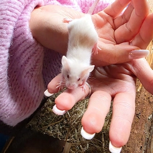 Farbmäuse 
