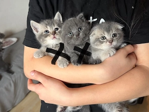 britisch Katzenbaby