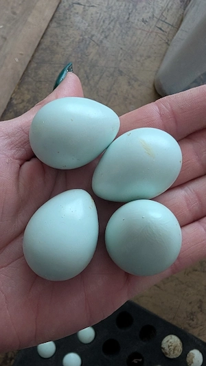 12 Wachteleier Speiseeier Legewachtel Celadon