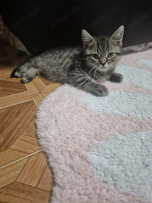 Bkh noch 1 kitten frei
