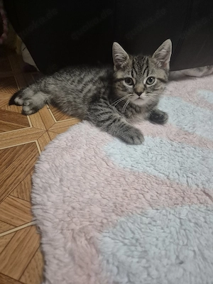 Bkh 2 Kitten