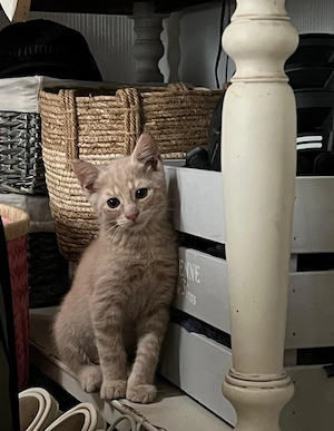 Kitten Katzenbaby Kater in liebevolle Hände abzugeben
