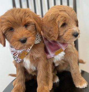 Goldendoodle Welpen