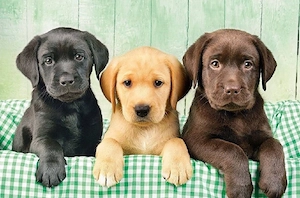 Sweer Labrador retriever welpen