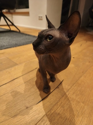 katzenbabys 