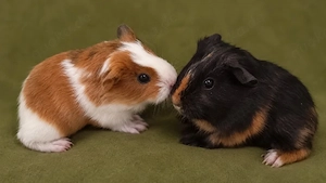 Meerschweinchen Babys suchen neues Zuhause 