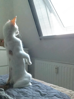 Kleines Kitten (Glückskatze) abzugeben Bild 7