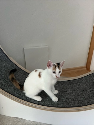 Kleines Kitten (Glückskatze) abzugeben Bild 6