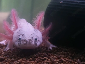 Axolotl  weissling 