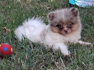 hübsches Pomchi Mädchen abzugeben