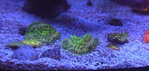 Fungia Rainbow