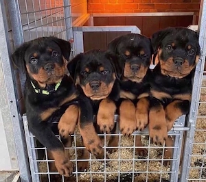 Sweet Rottweiler welpen