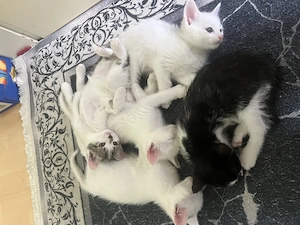 Liebevolles Zuhause für 5 Liebevolle Angora-Mix Kitten