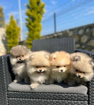 Sweet Pomeranian mini Welpen Zwergspitz
