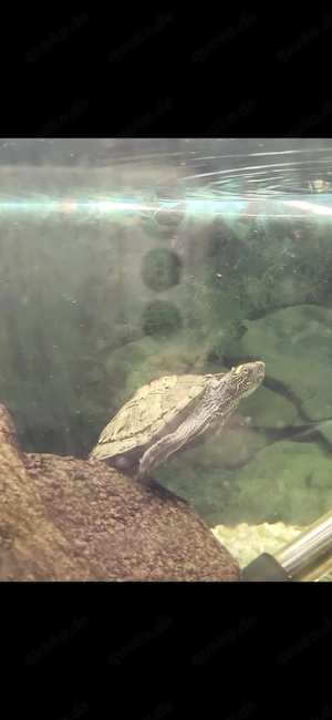 !abzugeben wegen Umzug: Mississippi- Höckerschildkröte & Saugwels
