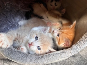 Baby Katze 