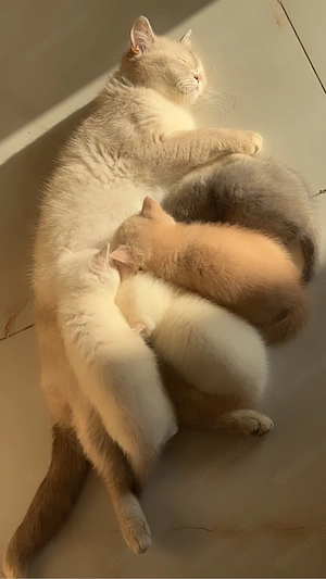 baby Katzen BKH