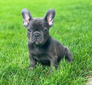 Französische bulldog welpen 