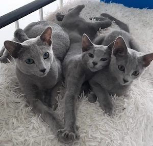 russisch blau kitten