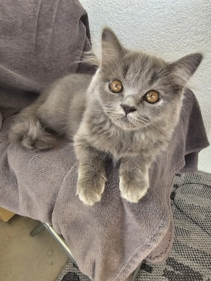 Baby Kater ABHOLBEREIT   Wunderschönes BLH (BKH Langhaar) Männchen