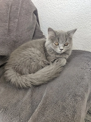 ABHOLBEREIT   Wunderschöner BLH (BKH Langhaar) Kater