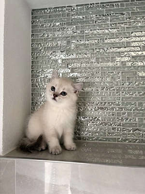 Wunderschöne reinrassige Bkh Kitten 