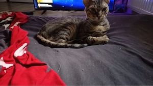 zwei Kater abzugeben 