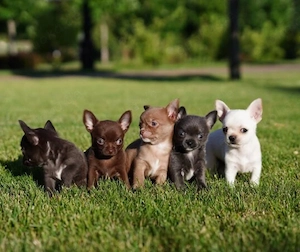 Super mini Chihuahua Welpen 
