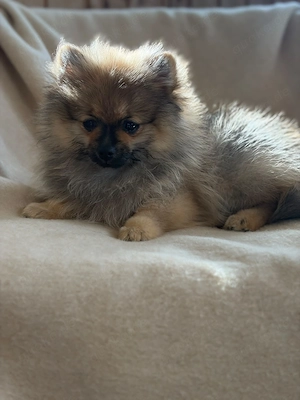 Zwergspitz Pomeranian Welpen