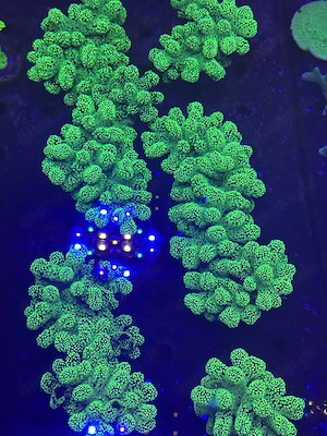 Stylophora green Koralle XXL Frags