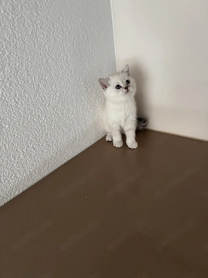 Zu verkaufen Bkh Kitten 