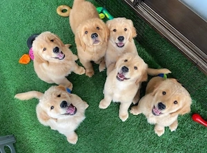 Golden retriever welpen 