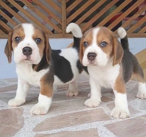 Beagle Welpen 