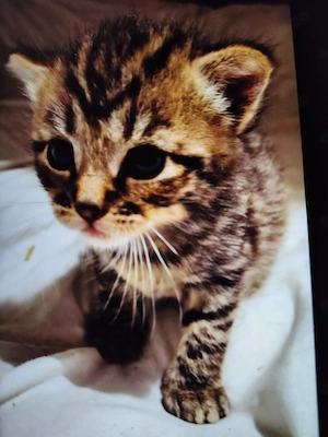 Baby Kätzchen Kitten Bild 2