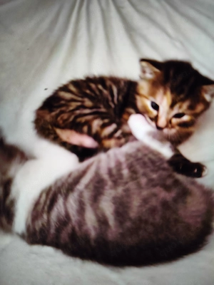 Baby Kätzchen Kitten
