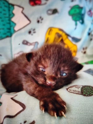 Baby Kätzchen Kitten Bild 3