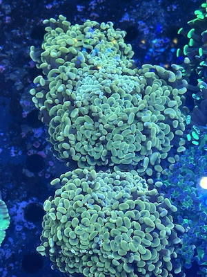 Euphyllia paraancora  Golden Nugget  Koralle