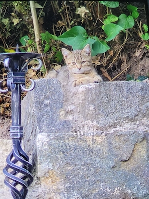 Baby Katzen 