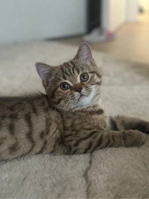 britisch Kurzhaar Katzen