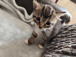 Wunderschöne Kitten suchen ein liebevolles Zuhause Bild 8